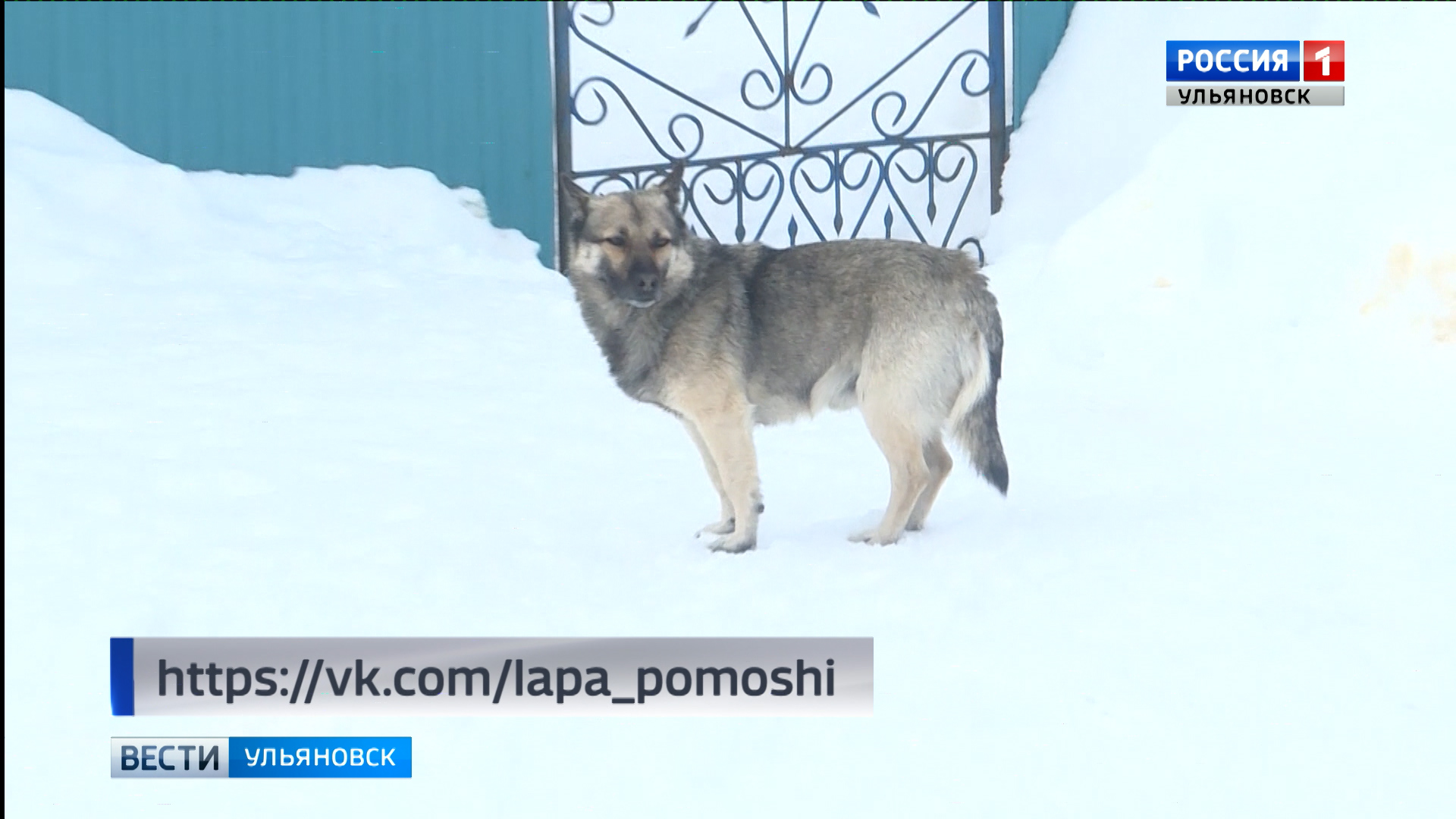 Отлов собак нижневартовск фотографии отловленных