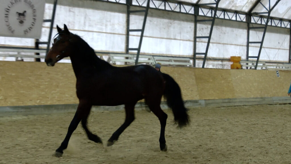 Представьте себе степной пожар или скакуна – чемпиона на финишной прямой